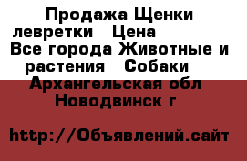 Продажа Щенки левретки › Цена ­ 40 000 - Все города Животные и растения » Собаки   . Архангельская обл.,Новодвинск г.